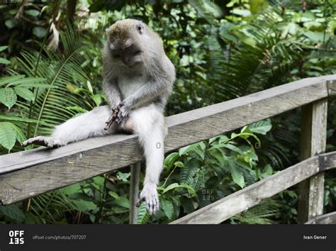 Just a monkey having his private time....
